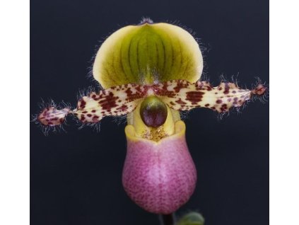 Paphiopedilum 'Pinocchio' (nakvétající)