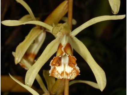 Coelogyne pulverula