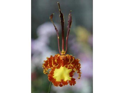 Psychopsis kramerianum