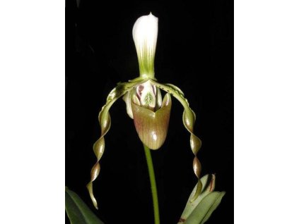 Paphiopedilum dianthum