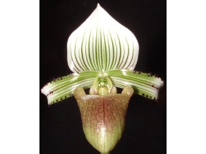 Paphiopedilum hennisianum