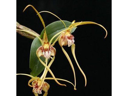 Dendrobium tetragonum var. giganteum