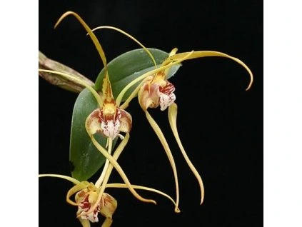 Dendrobium tetragonum