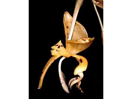 Stanhopea jenischiana (větší trs)