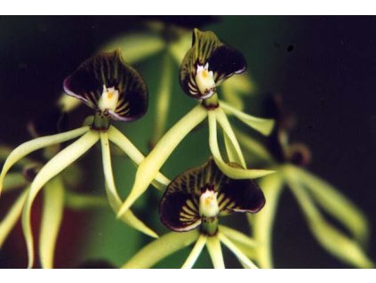 Encyclia cochleata
