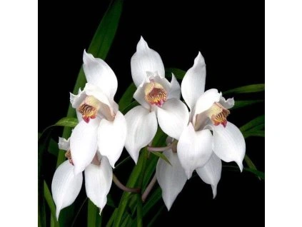 Cymbidium erythrostylum