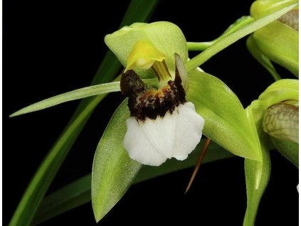 Coelogyne marmorata