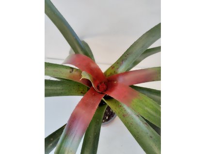 Neoregelia camoreiana