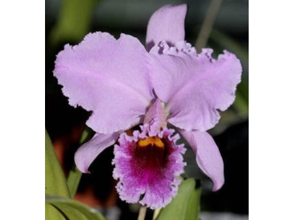 Cattleya percivaliana
