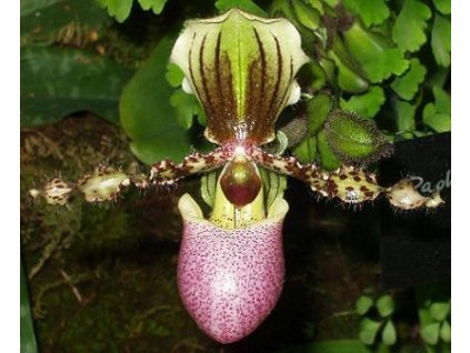 Paphiopedilum chamberlainianum