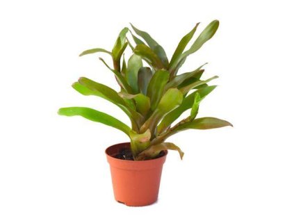 Neoregelia 'Mephisto'