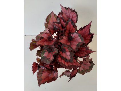 Begonia rex 'Inca Night'