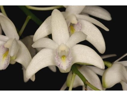 Dendrobium delicatum (velké)