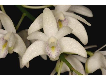 Dendrobium delicatum