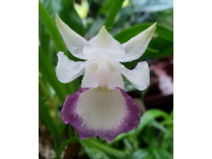 Cochleanthes discolor 'Kiss'