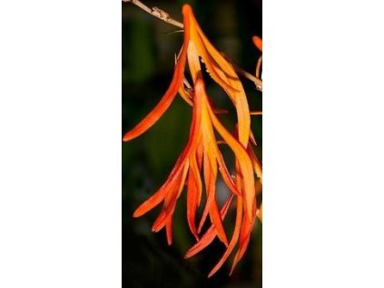 Dendrobium aurantiflammeum