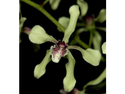 Encyclia aromatica