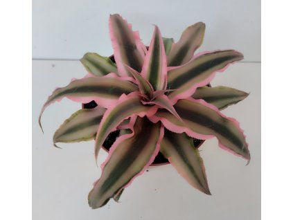 Cryptanthus bivittatus 'variegatus pink'