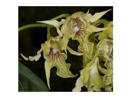 Dendrobium hodgkinsonii