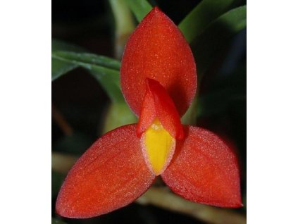 Maxillaria sophronitis