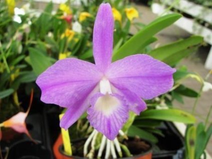 Laelia fidelensis