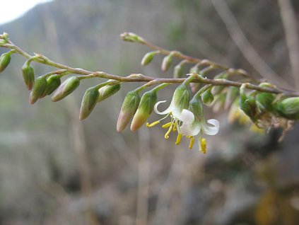 Fosterella penduliflora (větší)