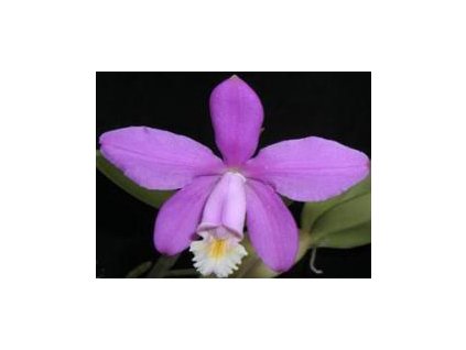 Cattleya loddigesii