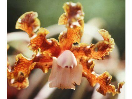 Schomburgkia crispa 01