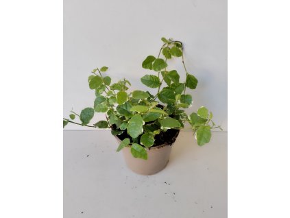 Ficus pumila 'Sunny'