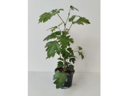 Cissus rhombifolia