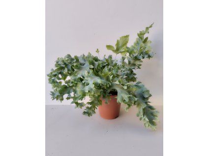 Phlebodium aureum 'Davana'