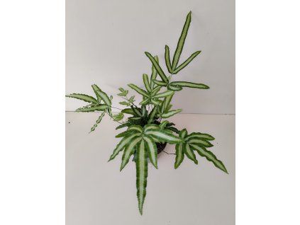 Pteris cretica 'Albolineata'