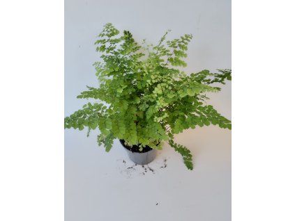 Adiantum raddianum 'Fritz Luthi' (kapradina)