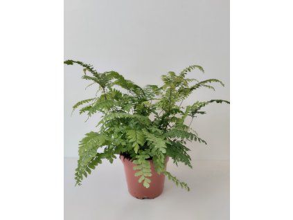 Adiantum hispidulum 'Bronze Venus'  (kapradina)