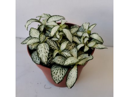 Fittonia verschaffeltii (bílo-zelená)