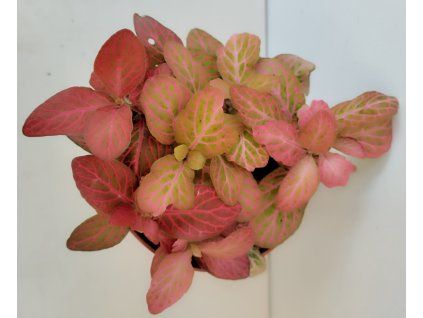 Fittonia verschaffeltii (růžová)