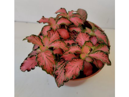 Fittonia verschaffeltii (červená krepatá)