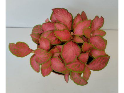 Fittonia verschaffeltii (červená se zeleným okrajem)