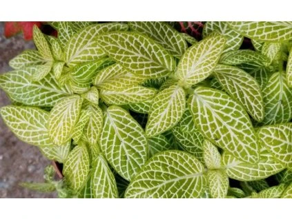 Fittonia verschaffeltii (světlezelená s bílou žilkou)