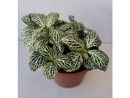 Fittonia verschaffeltii (zelená s bílou žilkou)