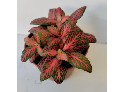 Fittonia verschaffeltii (červená s žilkou)