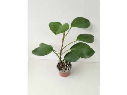 Anthurium pumila v. scandens