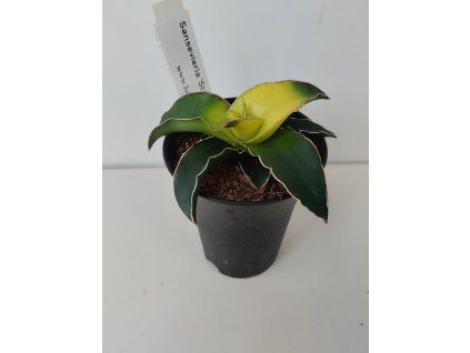 Sansevieria 'Star Canary'