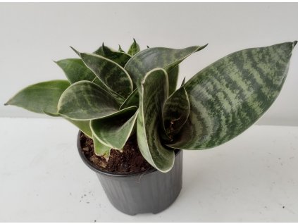 Sansevieria trifasciata 'Hahnii'
