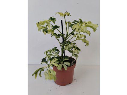Schefflera arboricola 'Janine' (variegata)