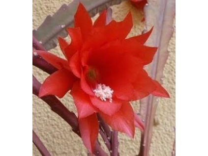 Epiphyllum ackermannii