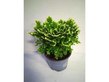 Selaginella martensii 'Jori'