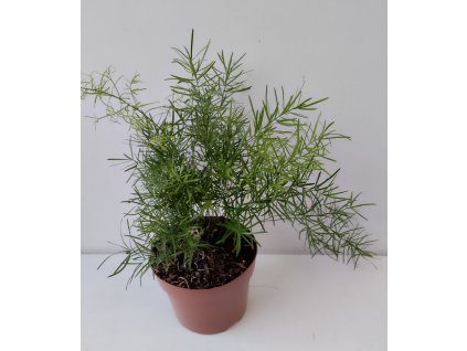 Asparagus densiflorus 'Sprengerii'