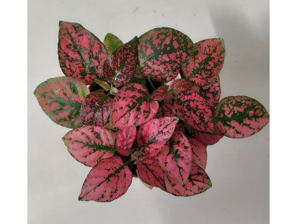 Hypoestes phyllostachya (červená)