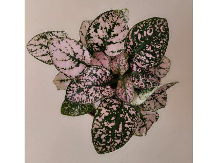 Hypoestes phyllostachya (růžová)